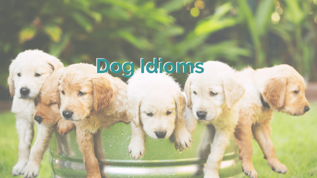 five golden retriever puppies looking cute as they hang out of a big bucket